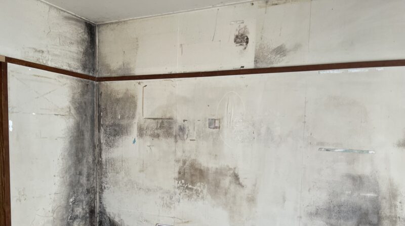 湿気による内装壁のカビと塗装の対策！快適な室内環境を守る方法